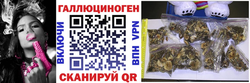Галлюциногенные грибы Psilocybine cubensis Венёв